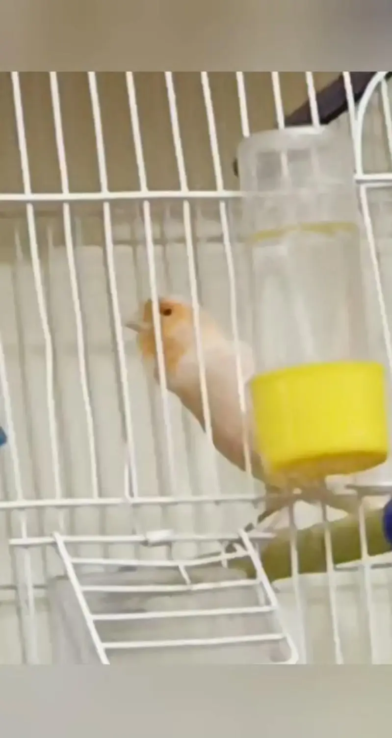 beautifull singing canary — photo 5