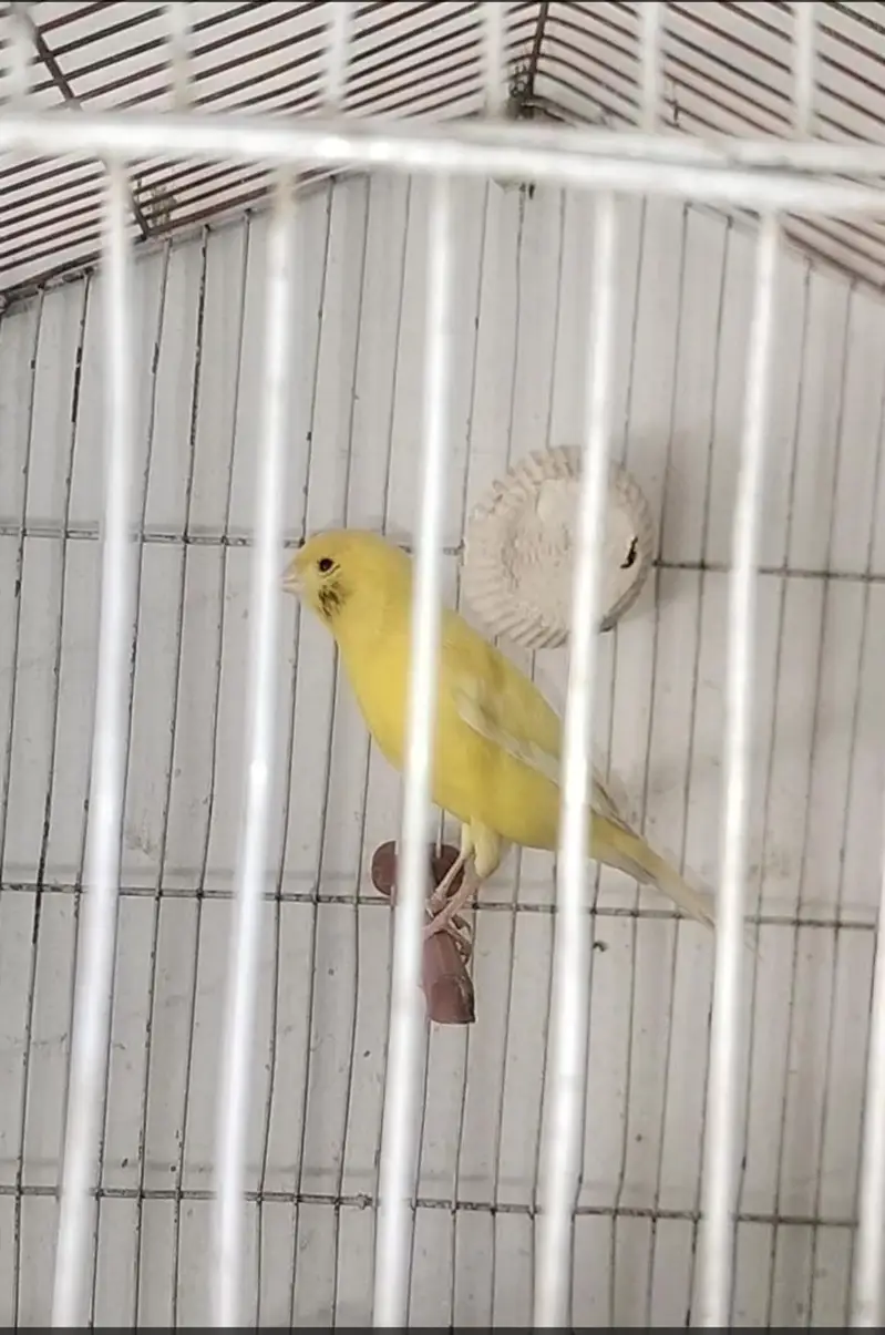 beautifull singing canary — photo 6