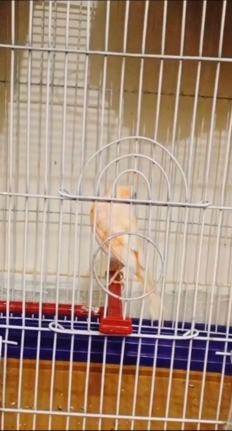 beautifull singing canary — photo 7