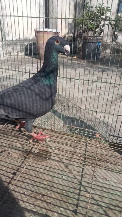 German Beauty Pigeon-03246142516