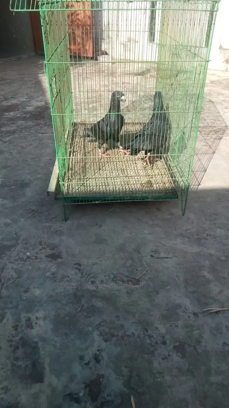 German Beauty Pigeon-03246142516 — photo 2
