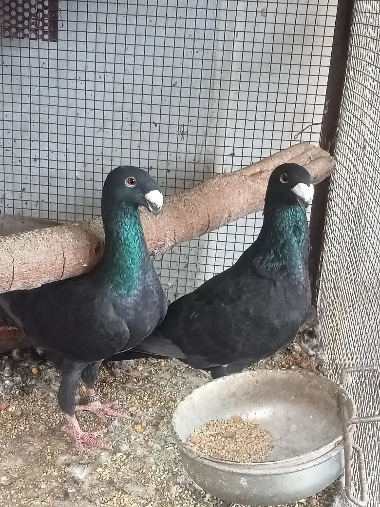German Beauty Pigeon-03246142516 — photo 3