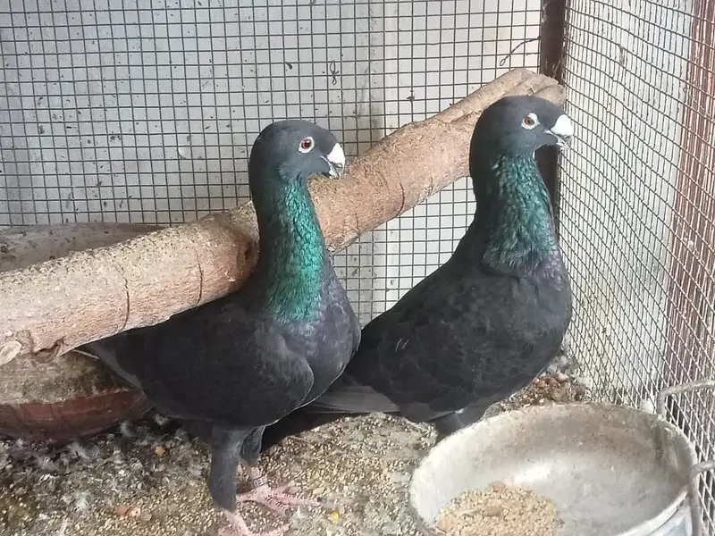 German Beauty Pigeon-03246142516 — photo 4