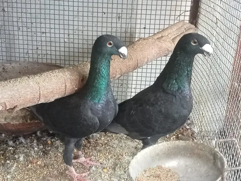 German Beauty Pigeon-03246142516 — photo 5