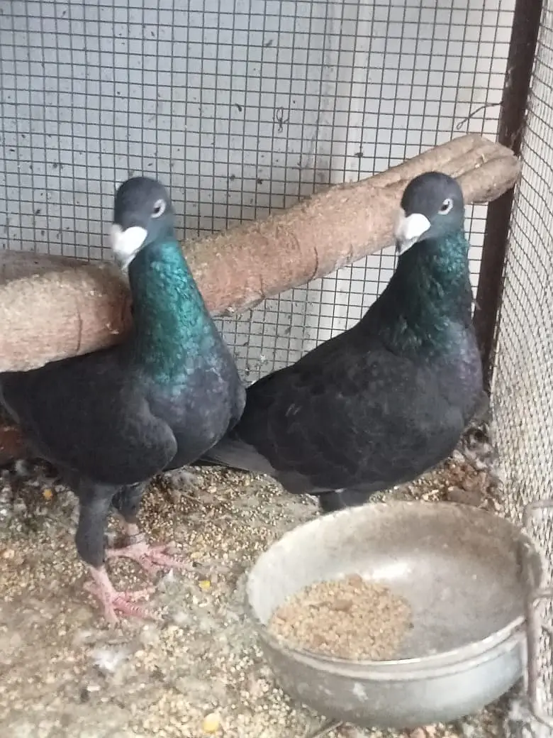 German Beauty Pigeon-03246142516 — photo 6