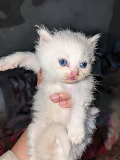 3 male cats baby for sale with white color 03457855764