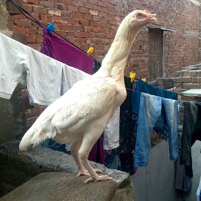 White shamo female