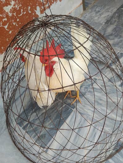 Desi hen male pair.