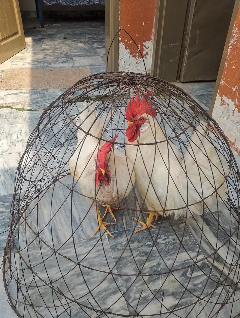 Desi hen male pair. — photo 2