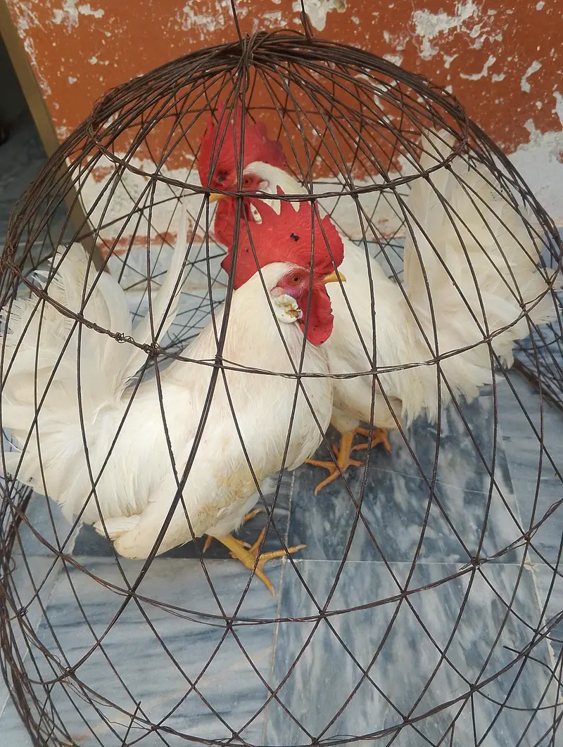 Desi hen male pair. — photo 3