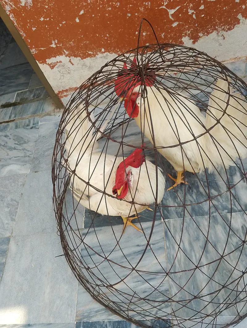 Desi hen male pair. — photo 4