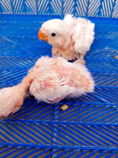 lovebird chicks