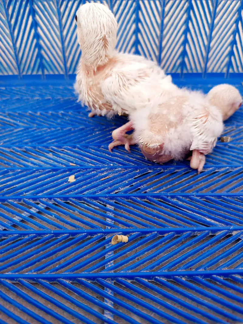 lovebird chicks — photo 2