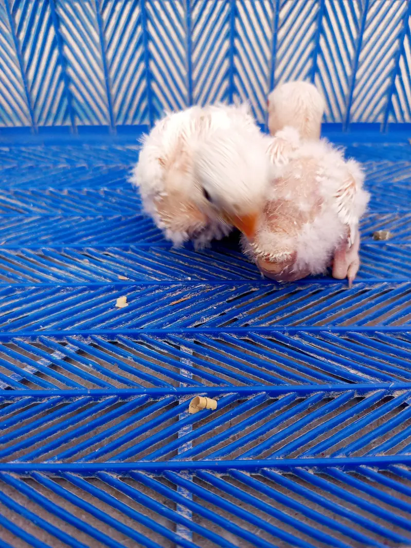 lovebird chicks — photo 3