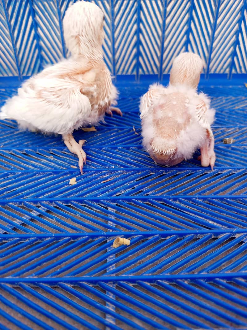 lovebird chicks 3