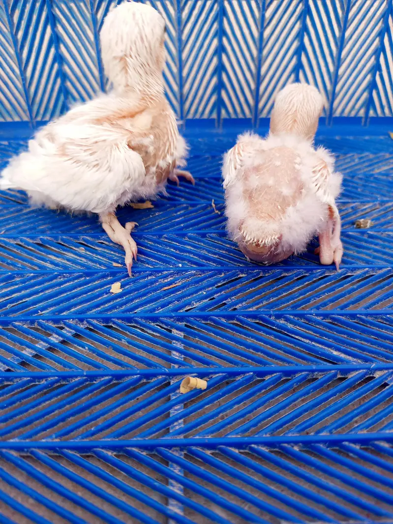 lovebird chicks — photo 4