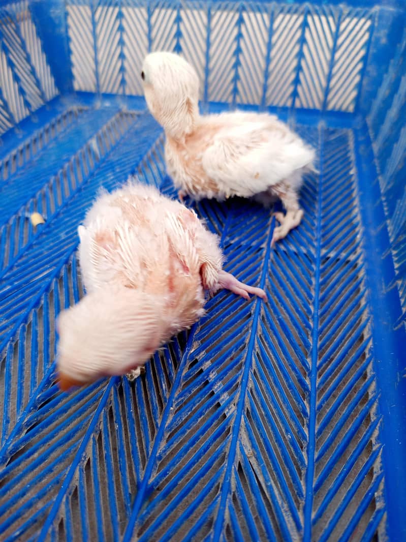 lovebird chicks 4