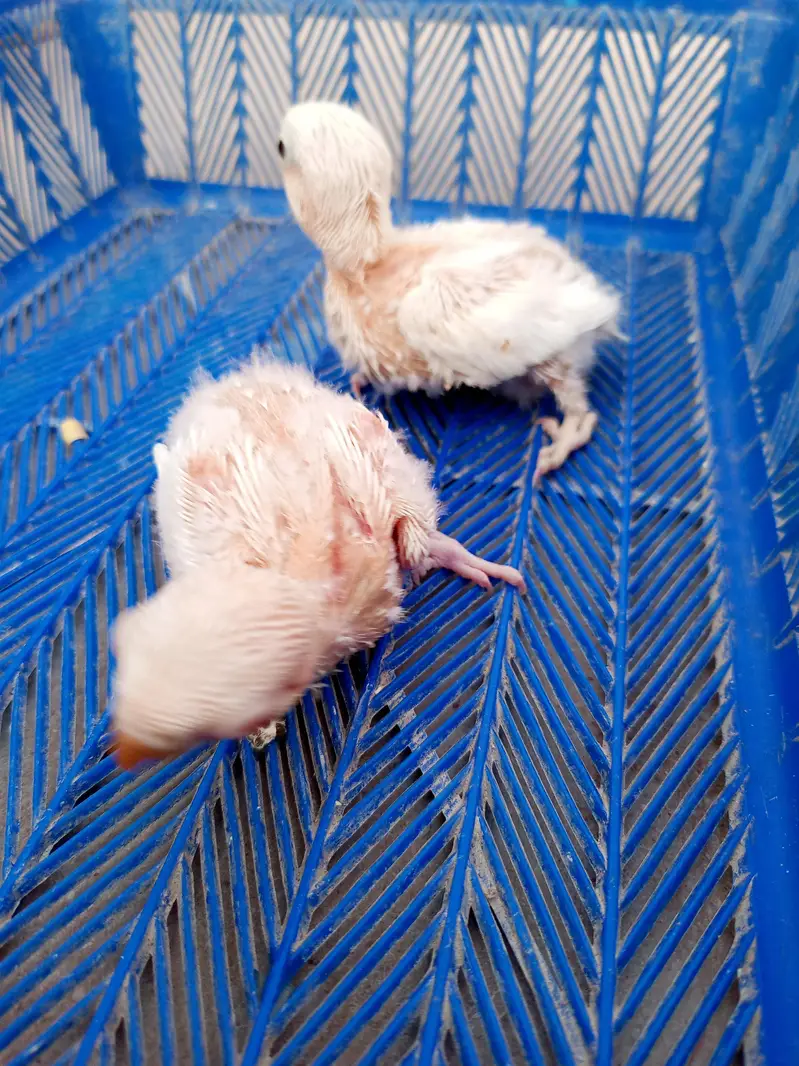 lovebird chicks — photo 5
