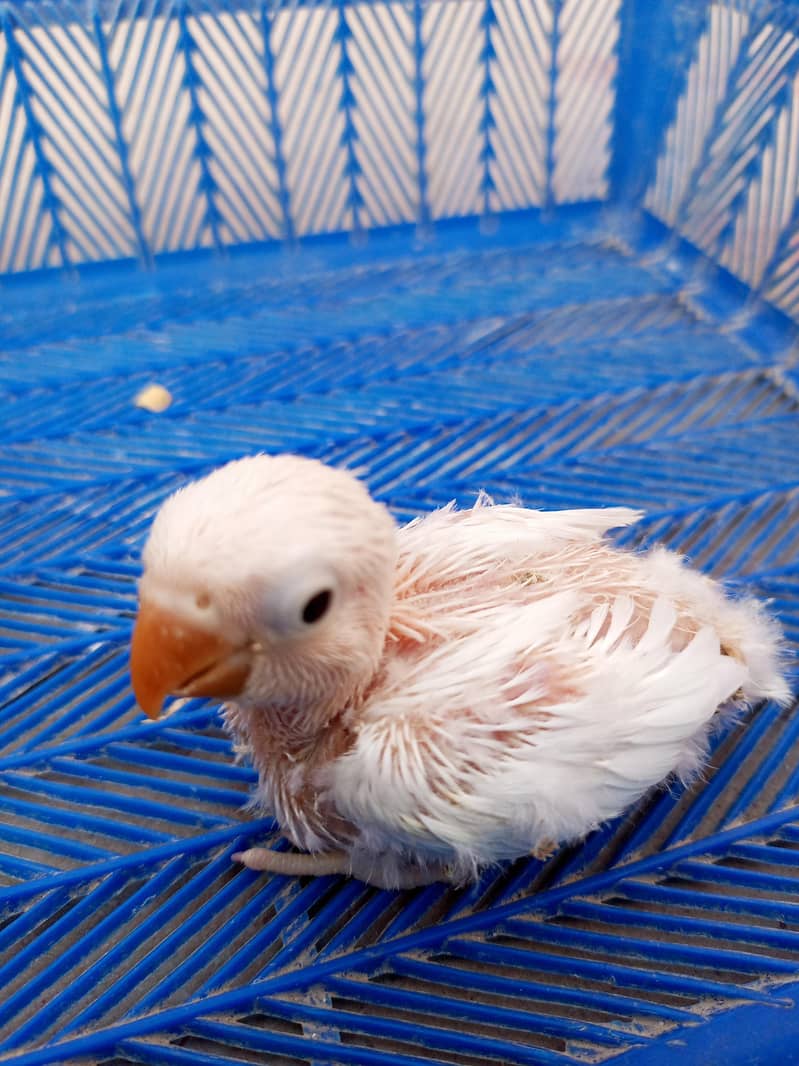 lovebird chicks 5