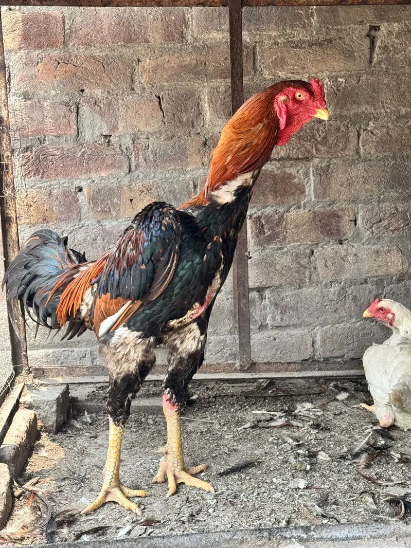 Shamo Aseel pure beautiful pair — photo 5