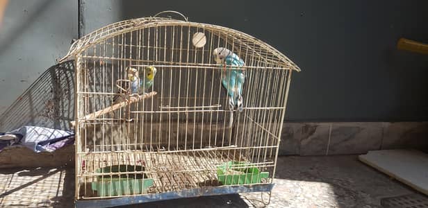 Australian Parrots with Cage