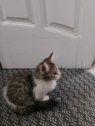 Beautiful 3 months old Cyprus cat Vaccinated and potty trained