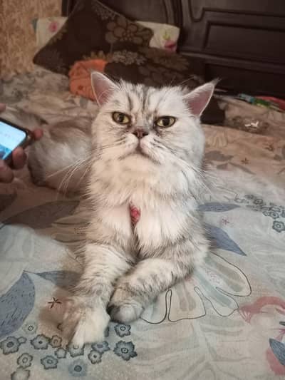Female Cat