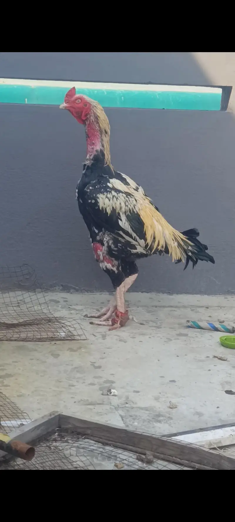 Aseel Band Gaddi chicks — photo 2
