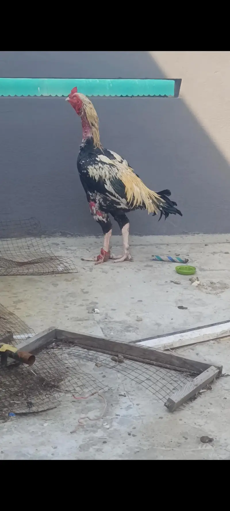 Aseel Band Gaddi chicks — photo 3