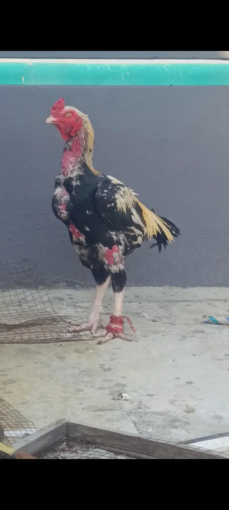 Aseel Band Gaddi chicks — photo 4