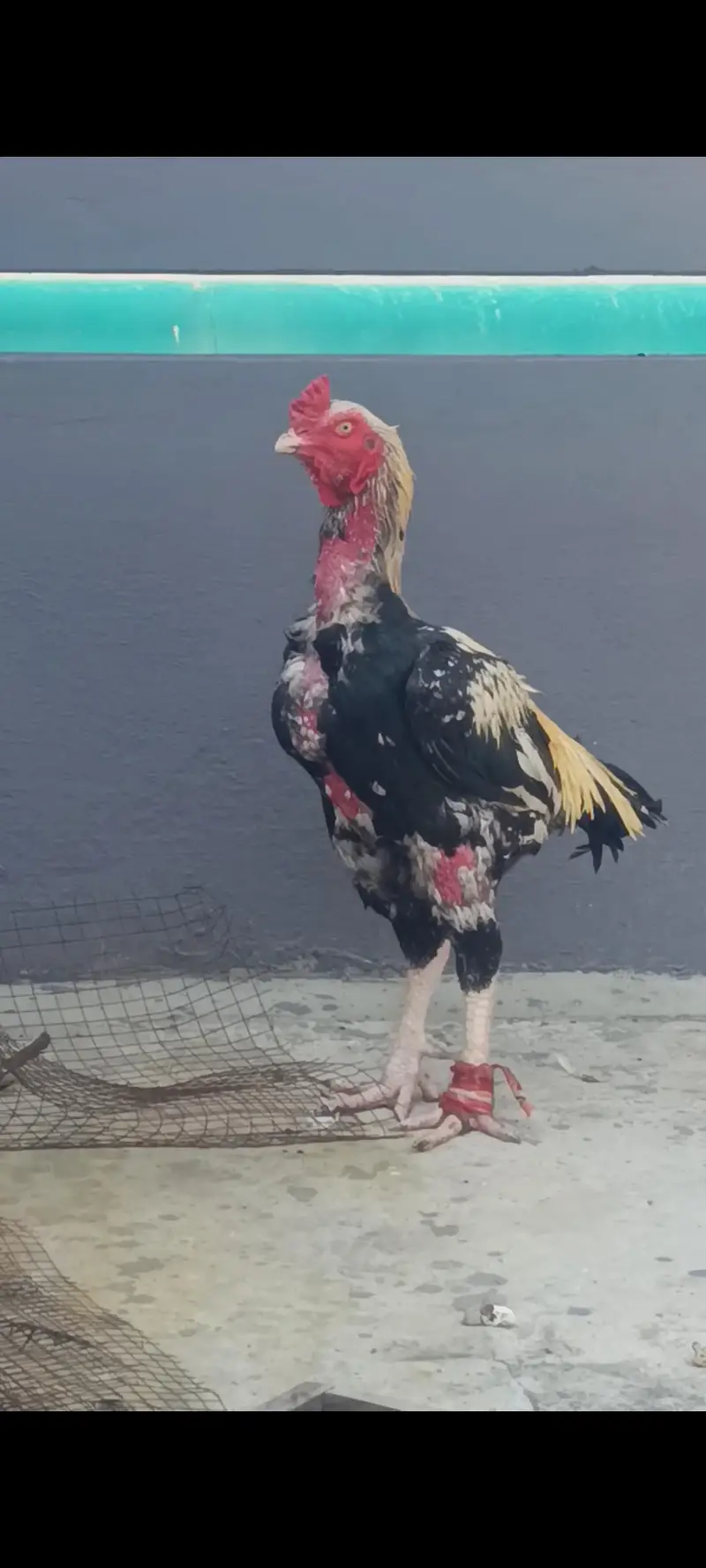 Aseel Band Gaddi chicks — photo 5