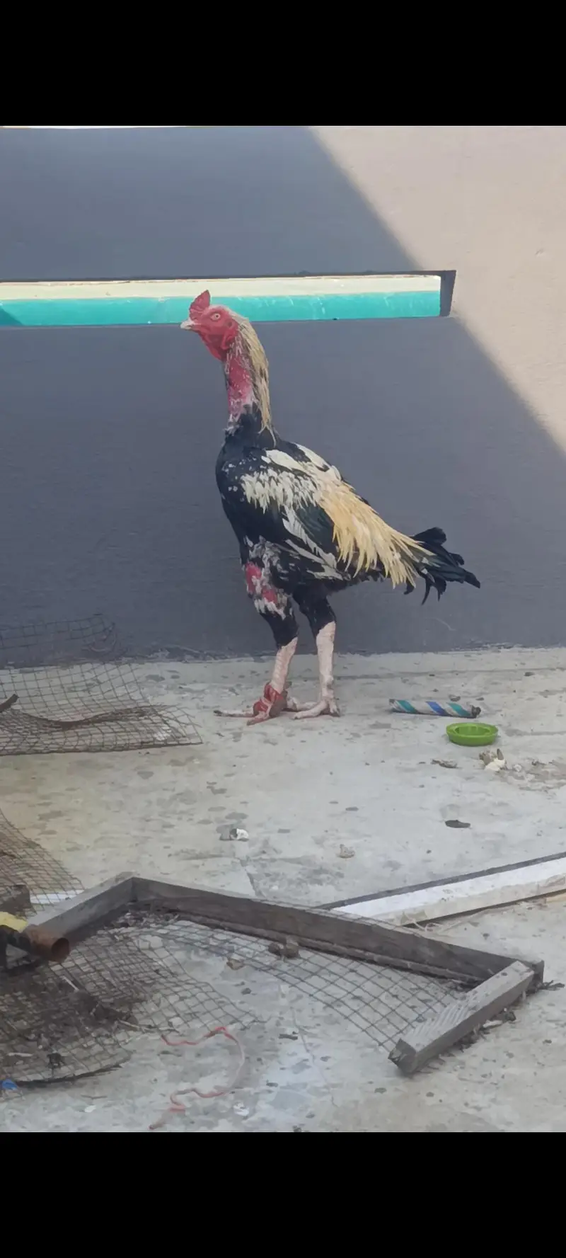 Aseel Band Gaddi chicks — photo 6