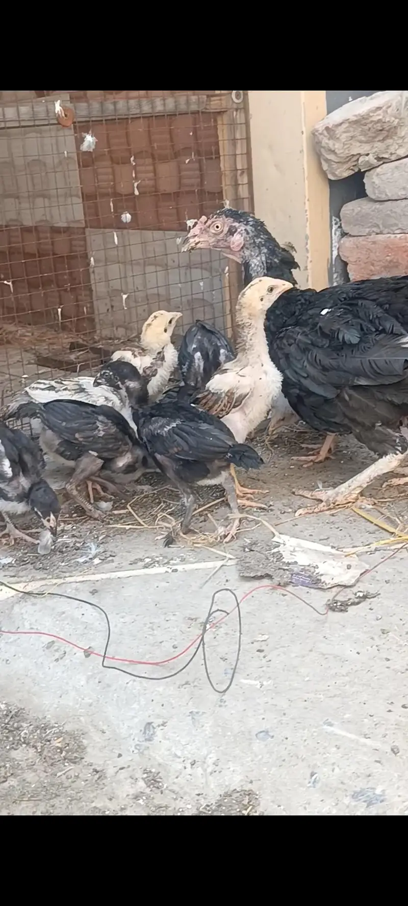 Aseel Band Gaddi chicks — photo 7