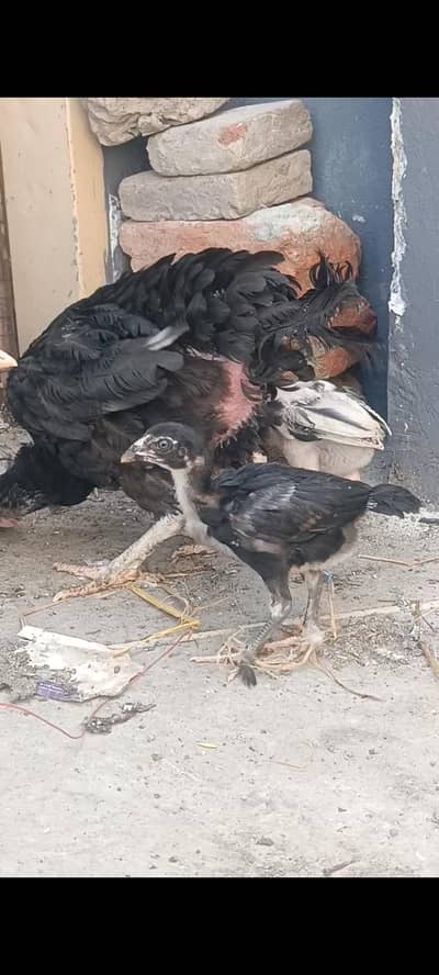 Aseel Band Gaddi chicks