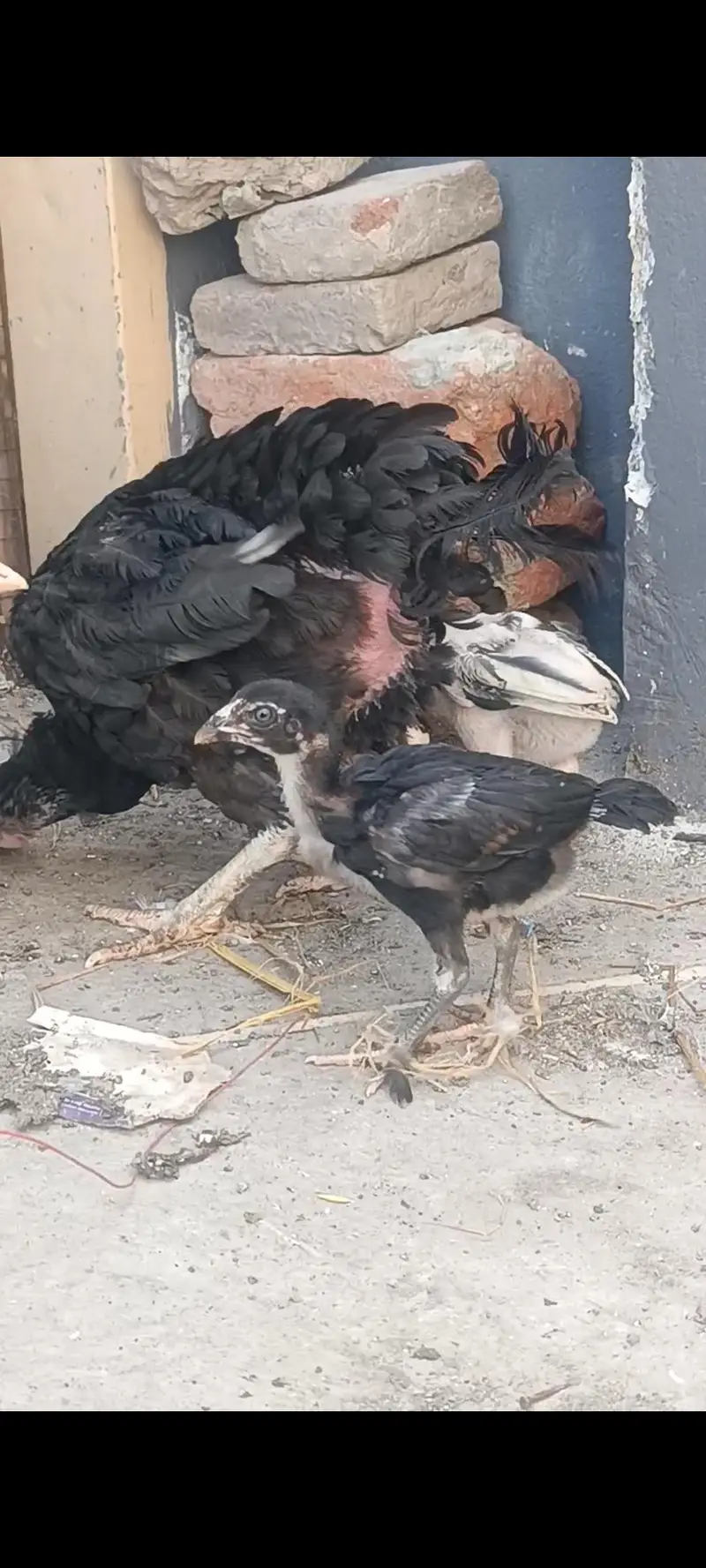 Aseel Band Gaddi chicks — photo 8