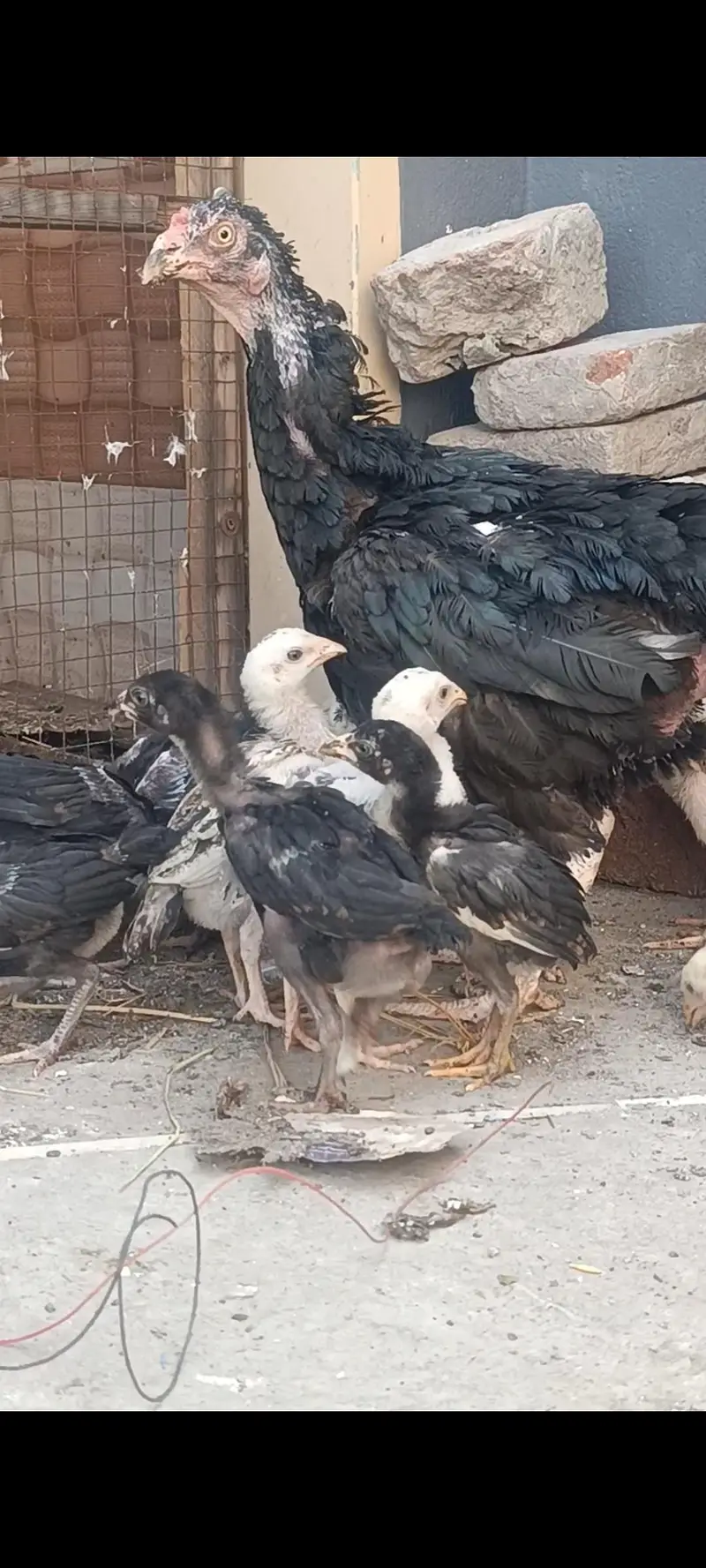 Aseel Band Gaddi chicks — photo 9