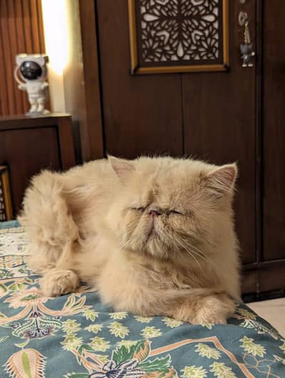 Pure CFA bloodline Peke Piki Peki male available
