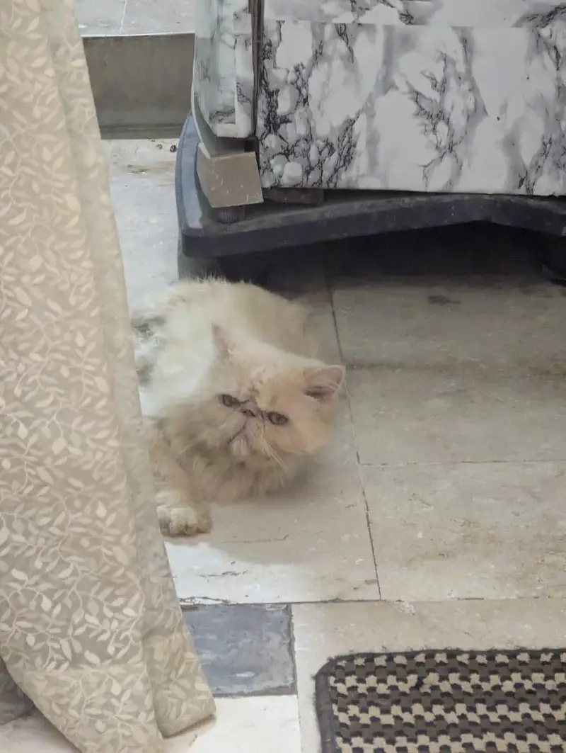 Pure CFA bloodline Peke Piki Peki male available — photo 3