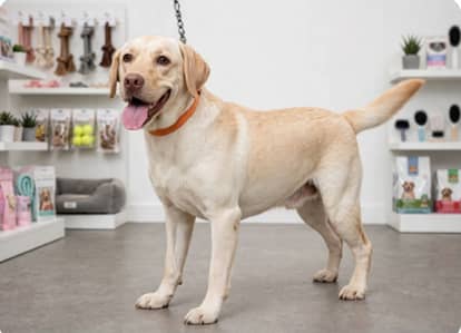Labrador Retriever Breeder Female Dog For Sale |  Healthy & Friend