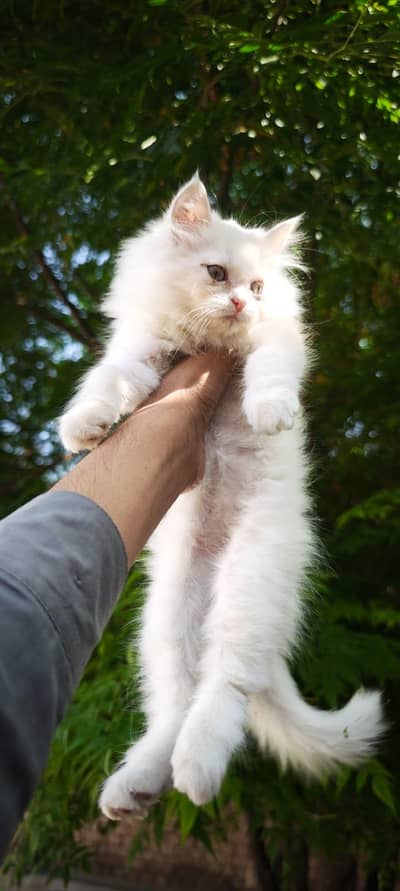WhatsApp 03287672083 cat bi available ha or kitten bi  Dono ki price h
