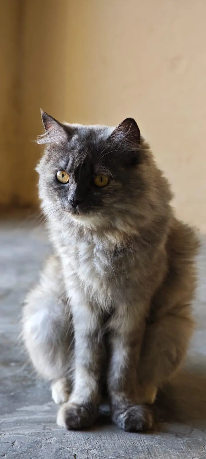WhatsApp 03287672083 cat bi available ha or kitten bi  Dono ki price h — photo 2