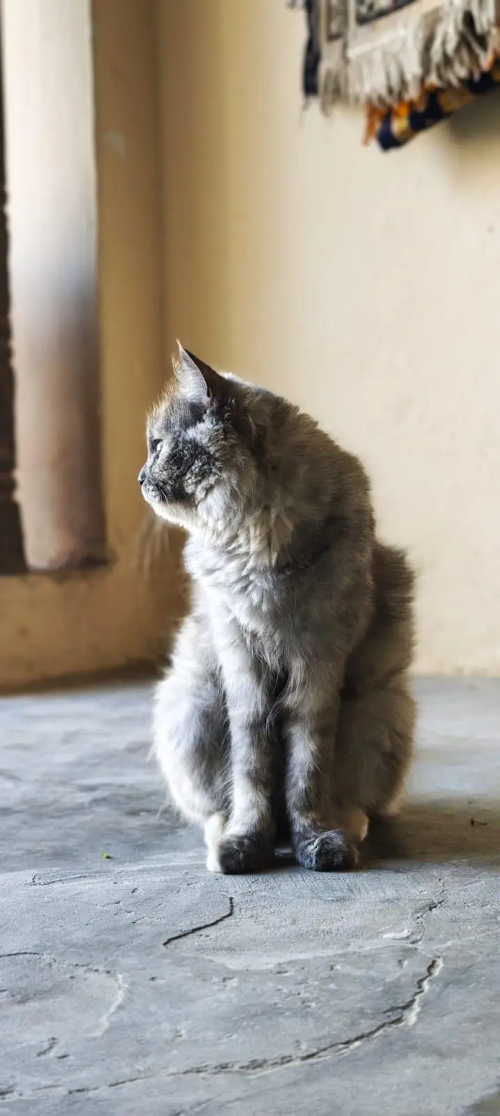 WhatsApp 03287672083 cat bi available ha or kitten bi  Dono ki price h — photo 3