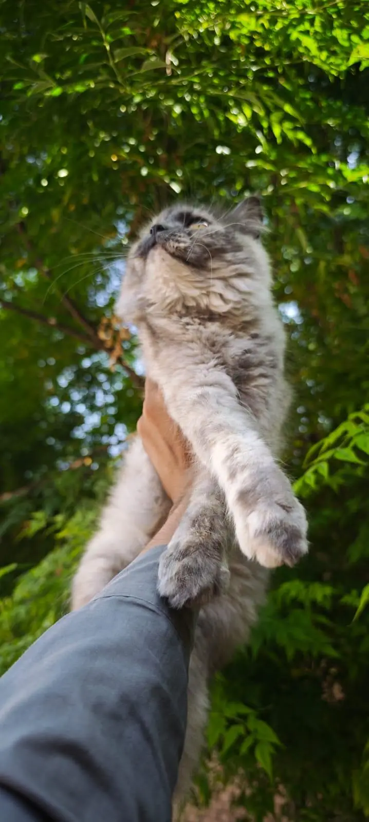 WhatsApp 03287672083 cat bi available ha or kitten bi  Dono ki price h — photo 4