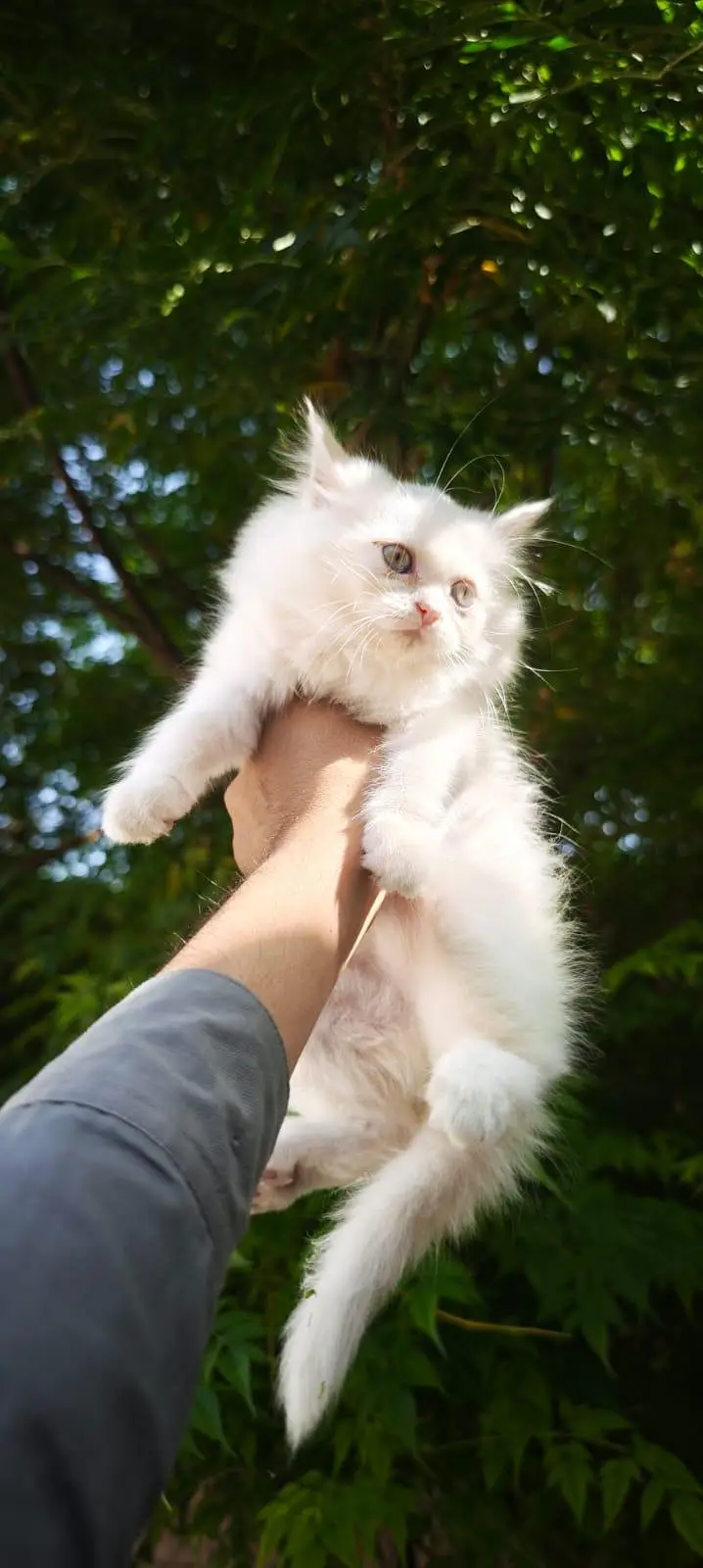 WhatsApp 03287672083 cat bi available ha or kitten bi  Dono ki price h — photo 5