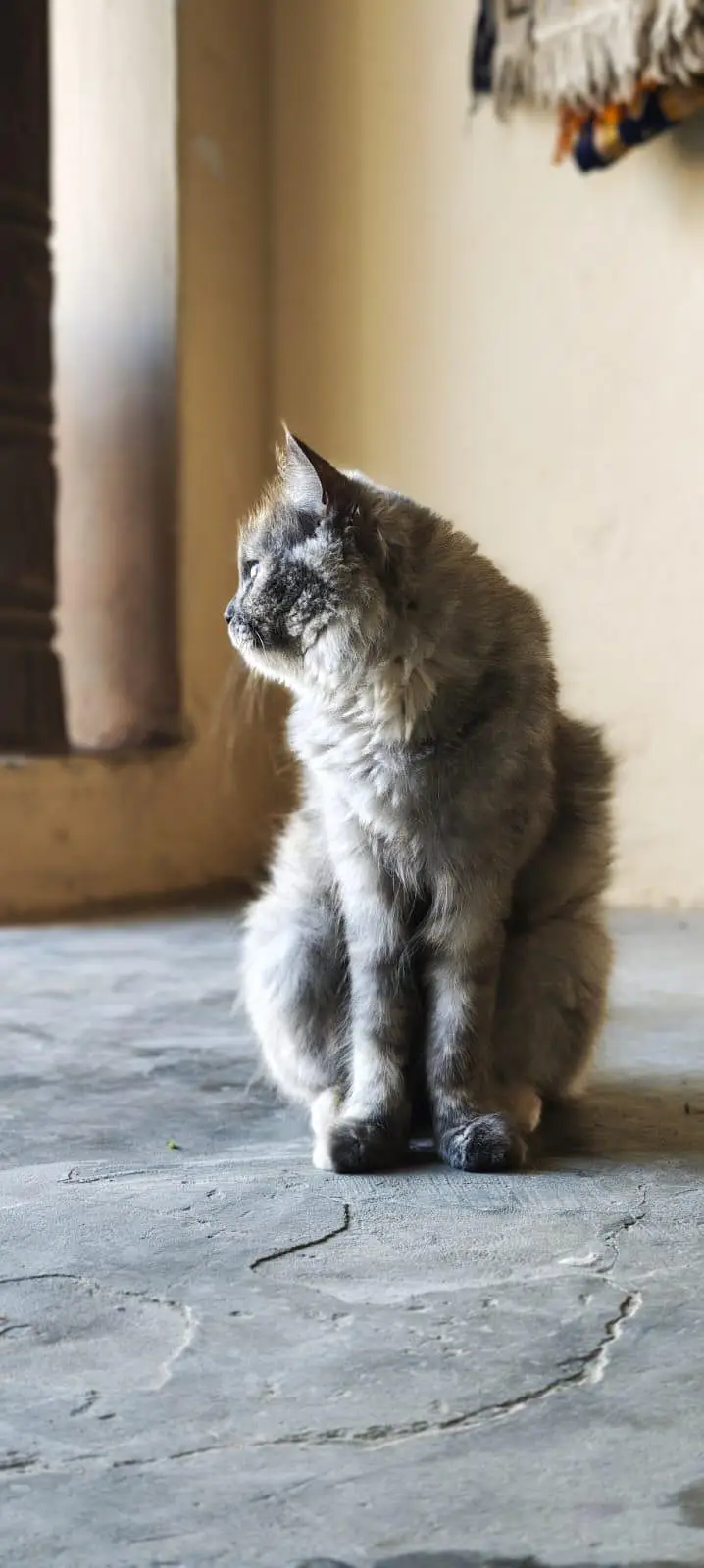 WhatsApp 03287672083 cat bi available ha or kitten bi  Dono ki price h — photo 6