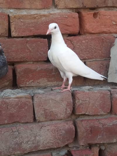pigeon chatri wala