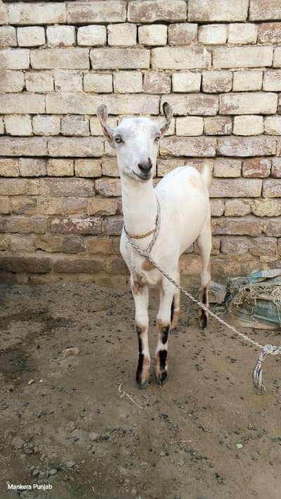 White barbari female goat