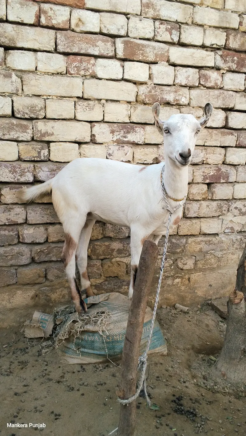 White barbari female goat — photo 2