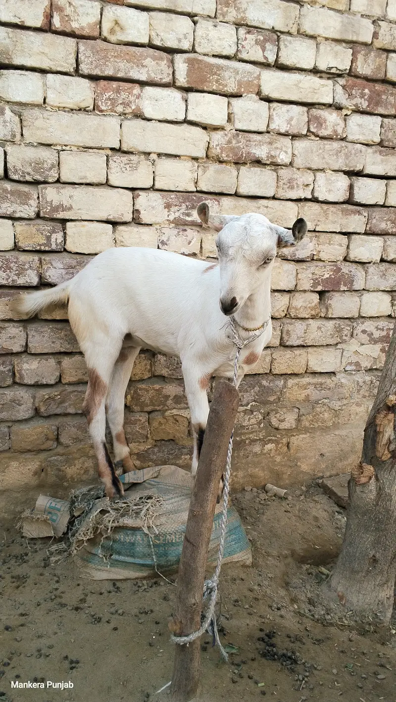 White barbari female goat — photo 3