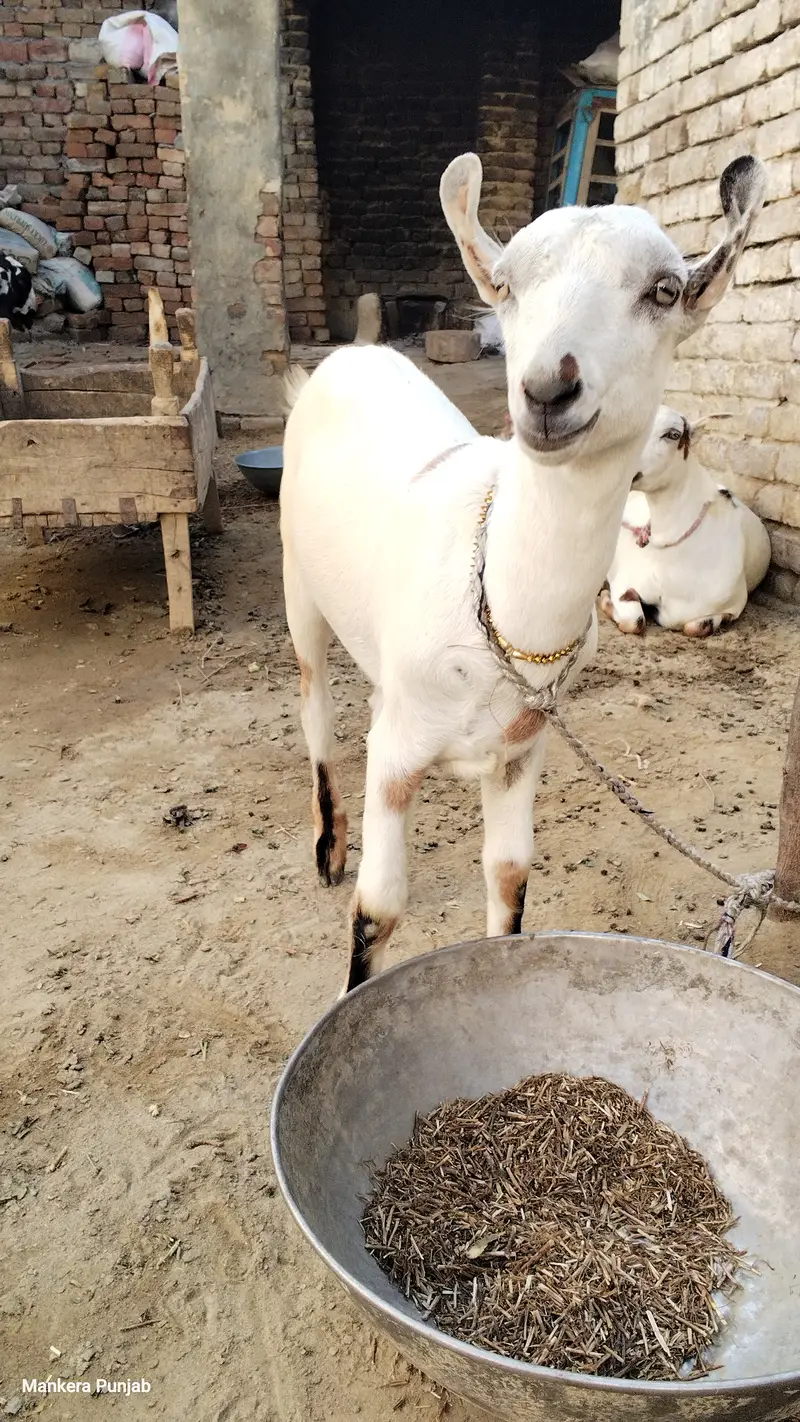 White barbari female goat — photo 4